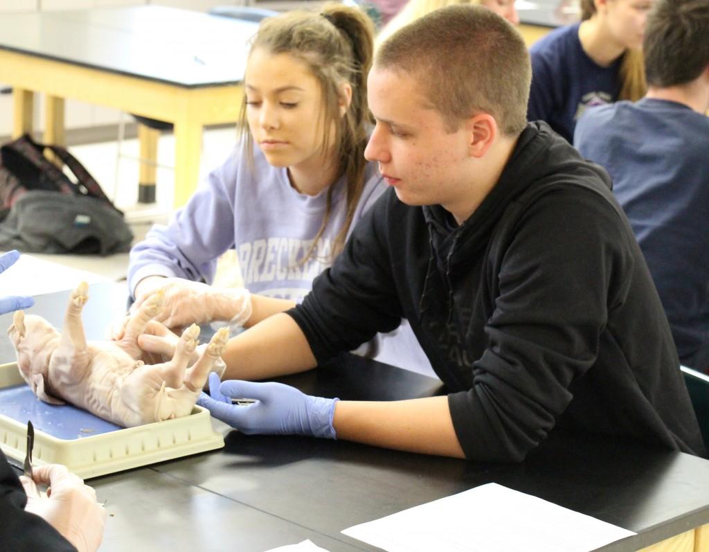 Honors Biology Students Dissect Fetal Pigs, Learn About Anatomy