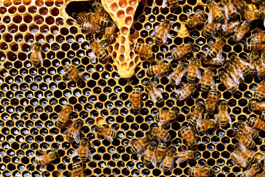 5 Reasons We Need to Save the Bees